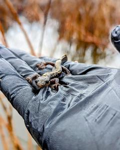 Long-toed Salamander