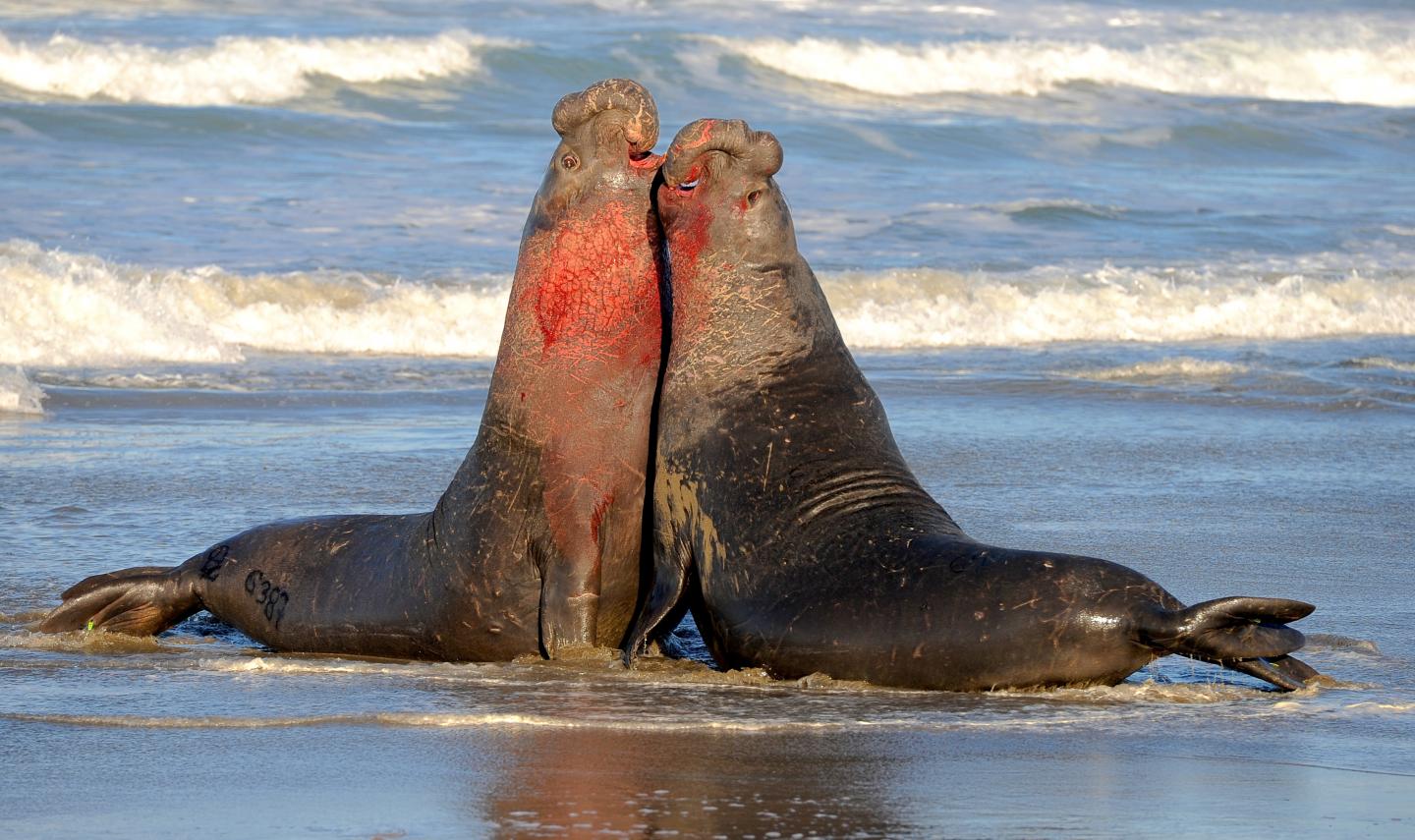Male Elephant Seals Fighting