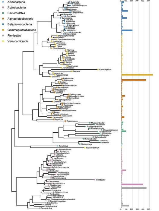 Cultivating the Microbiome of Populus Tree Roots