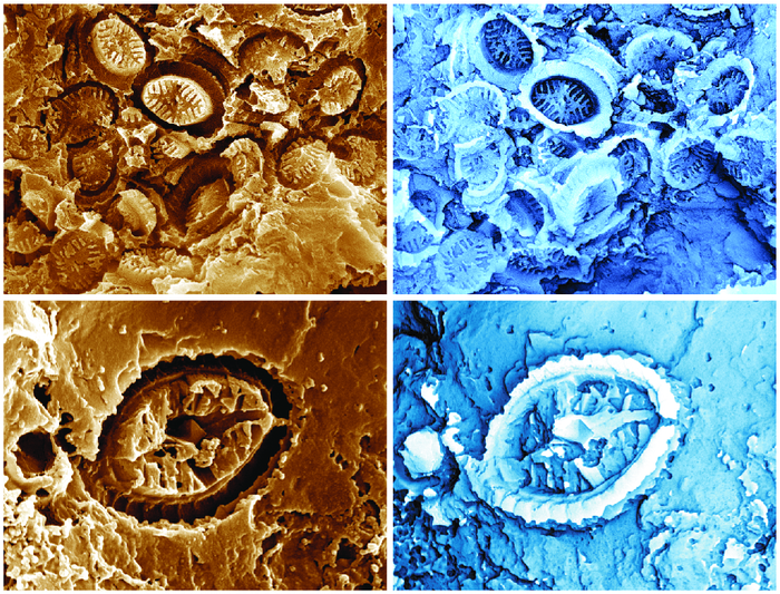 Ghost nannofossils (left) with virtual casts (right).