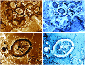 Ghost nannofossils (left) with virtual casts (right).