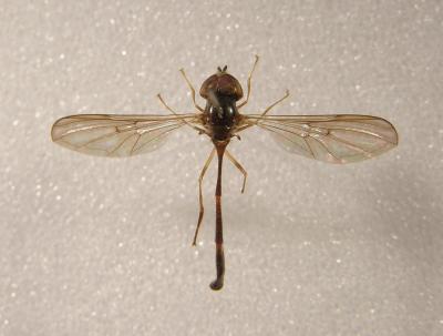<i>Baccha elongata</i>