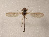 <i>Baccha elongata</i>