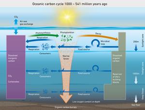 Oceanic carbon cycle 1000 - 541 million years ago