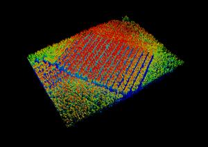3D point cloud of a pine plantation, captured via lidar.