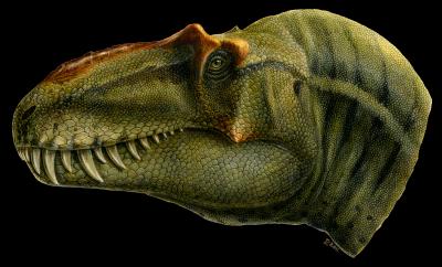 <i>Lythronax</i> Skull Reconstruction