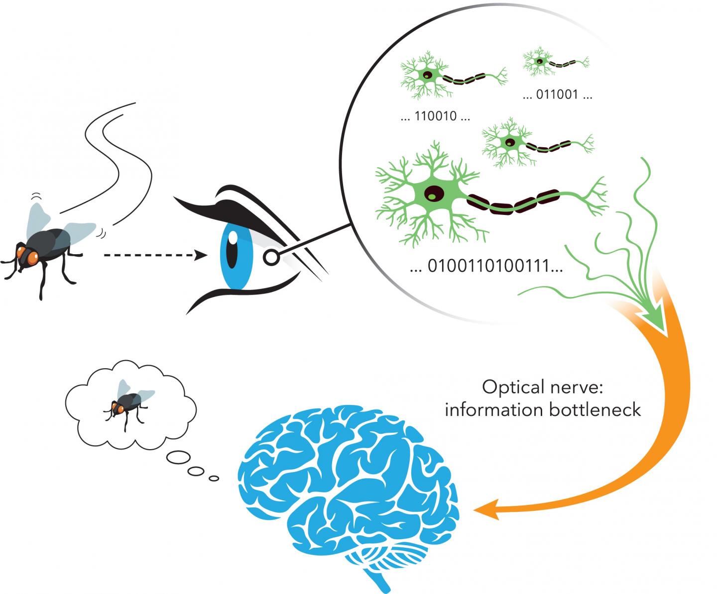 Neurons in the Retina Encode the Information they Receive for Transmission to the Brain