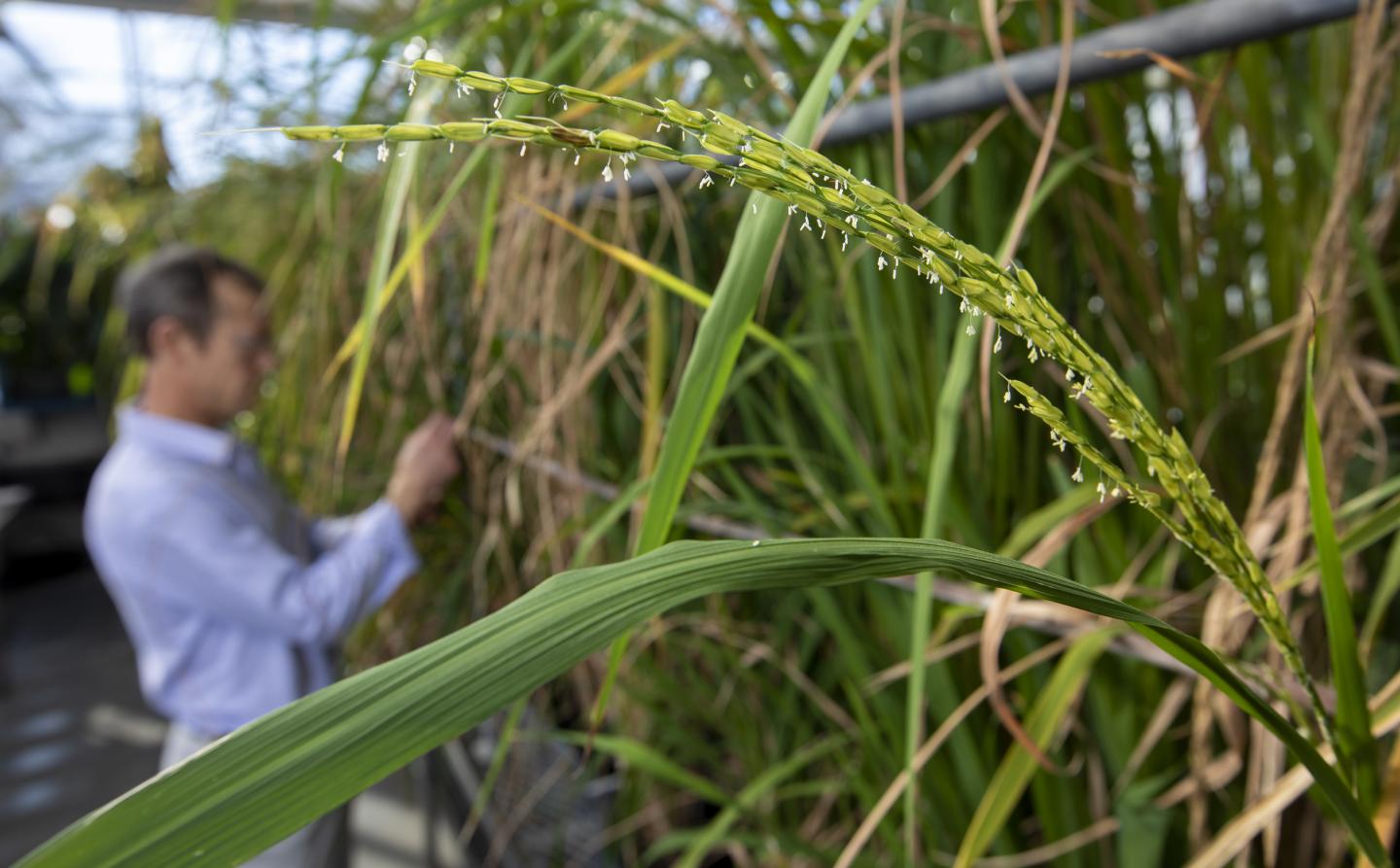 Tending Rice