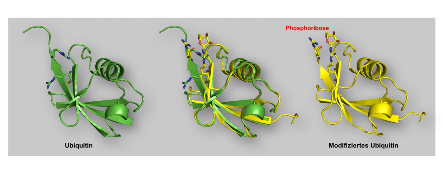 Ubiquitin Combination