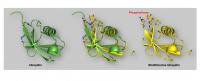 Ubiquitin Combination