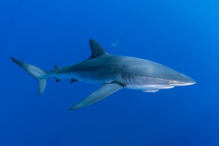 Silky sharks in trouble