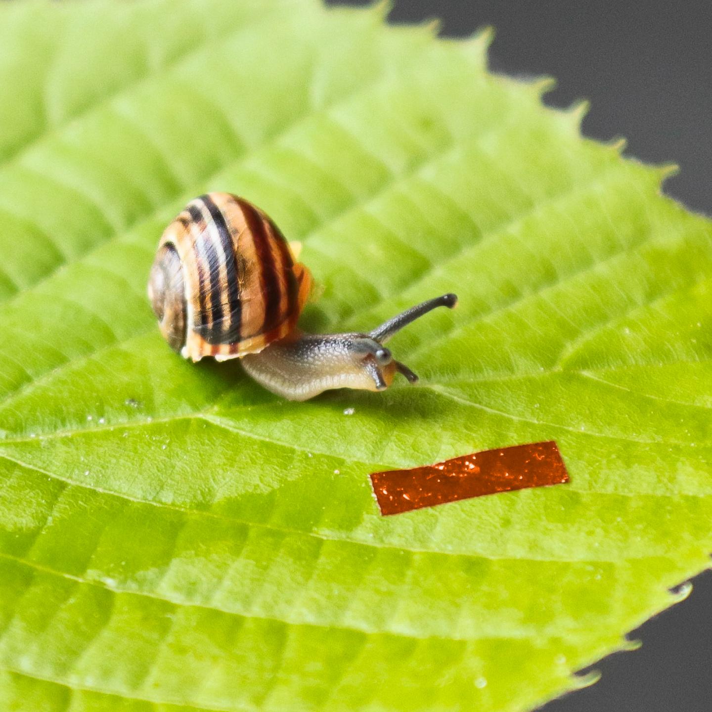 Snail Robot