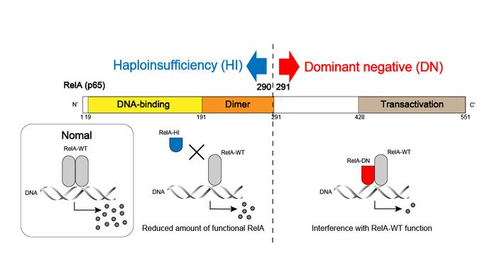Position of Mutation Determines HI or DN Effects in RELA Nonsense Variants