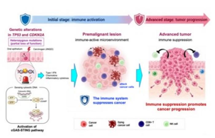 How a combination of genetic alterations triggers antitumor immunity during early oral carcinogenesis