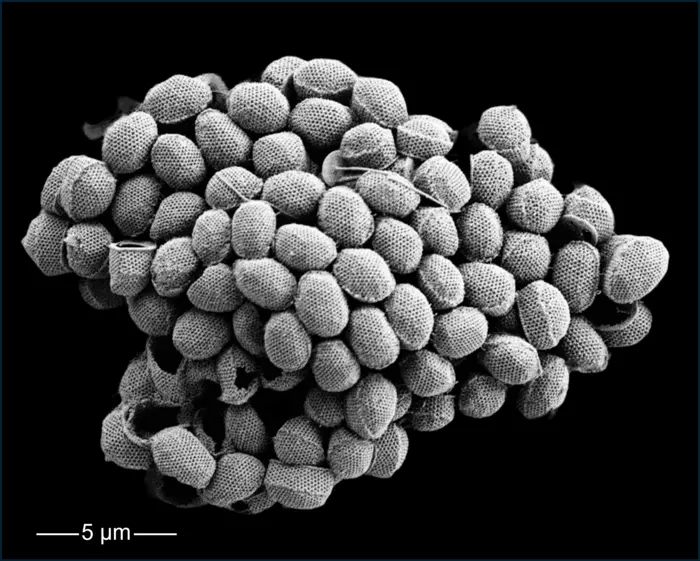 Coccolithophore_Holococcolithophore_NPacific_MGrelaud