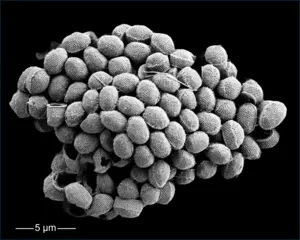Coccolithophore_Holococcolithophore_NPacific_MGrelaud
