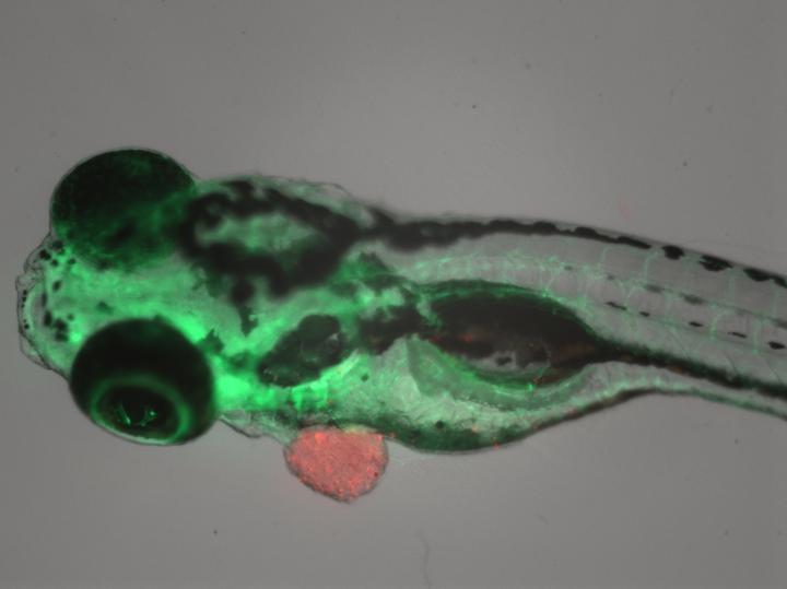 Zebrafish