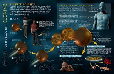 Stem Cells and Cloning Process