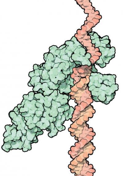 Polymerase