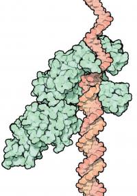 Polymerase