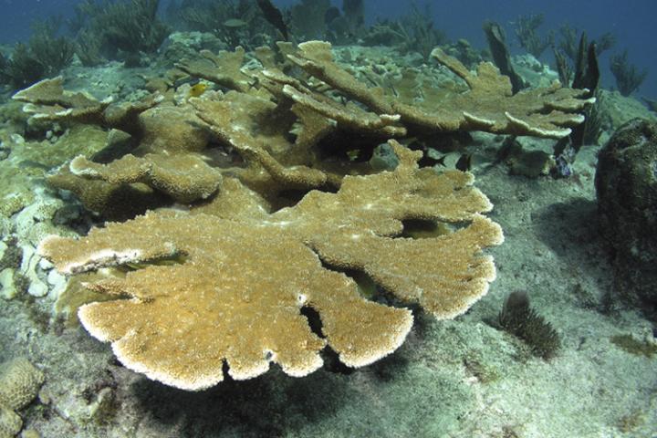 Elkhorn coral