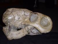 Fossilized Skull of the Sabre-toothed Lycaenops