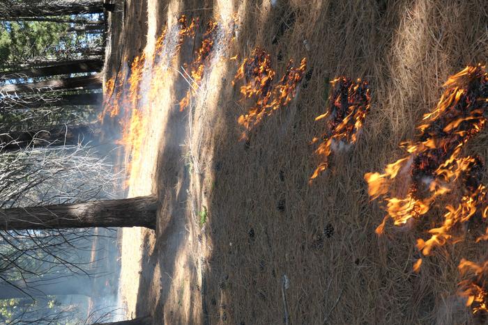 Prescribed burn in the Sierra Nevada