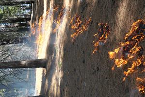 Prescribed burn in the Sierra Nevada