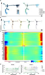 The dynamic transition of PF4-associated resident macrophages of the RVes in each group