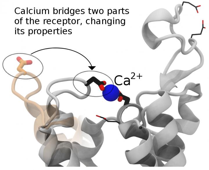 Calcium Bridge