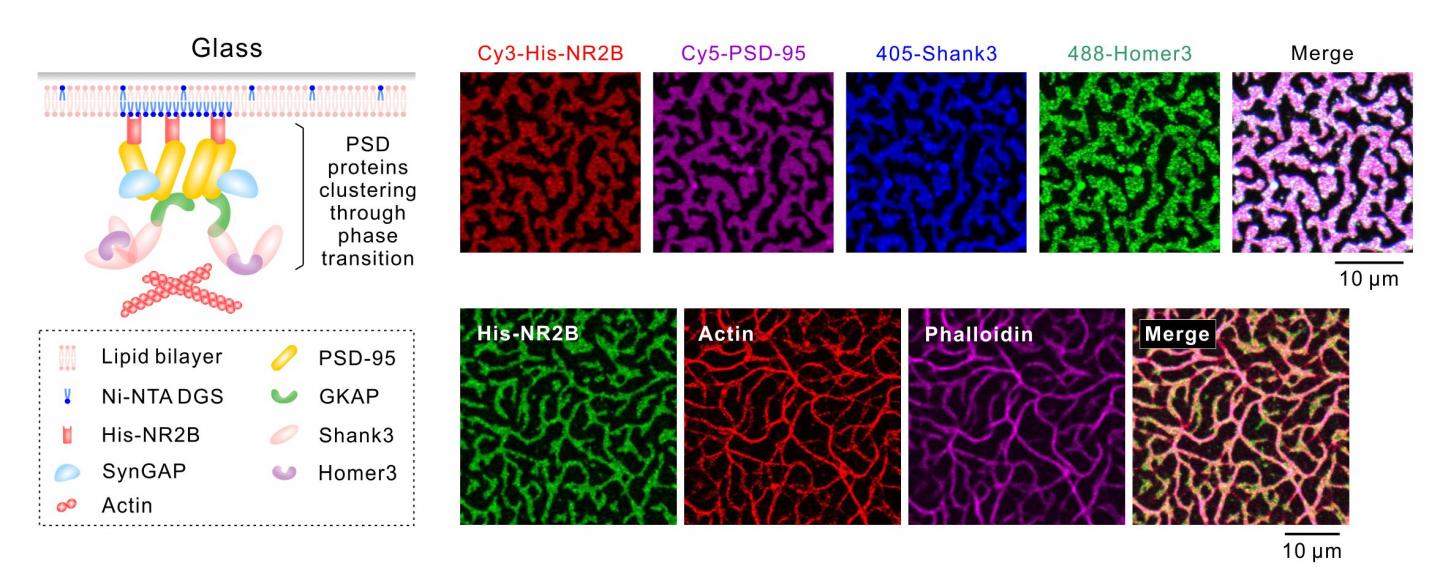 PSD Condensates on Membrane