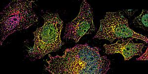 Endosomes