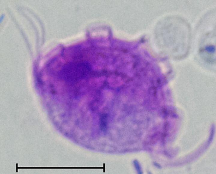 <I>Tritrichomonas muris</I>
