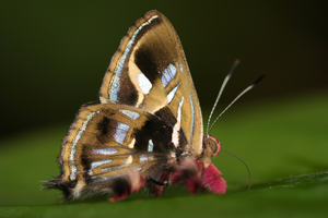 Butterfly_5