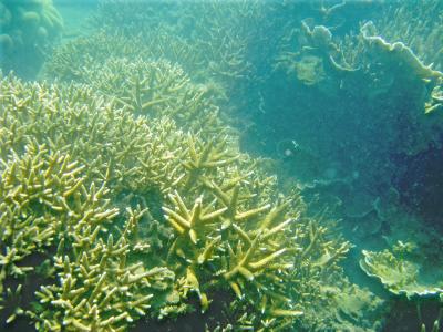 Middle Reef (1 of 2)