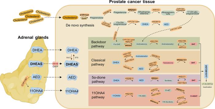 Figure 1. Intratumoral androgen synthesis pathways in CRPC from de novo and adrenal precursors.