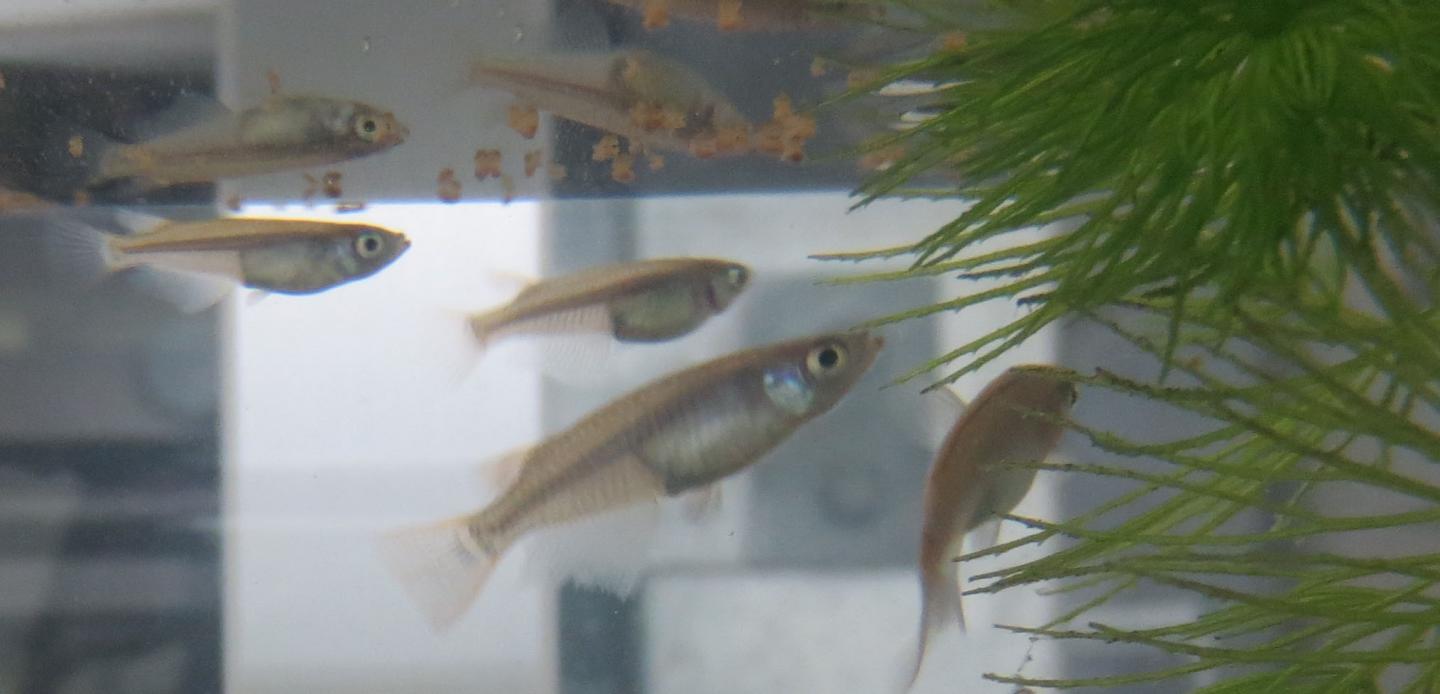 Medaka Fish (Japanese Rice Fish)