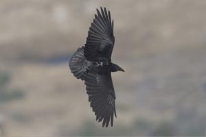 Fan Tailed Raven