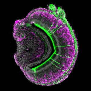 A section of the mouse vomeronasal organ