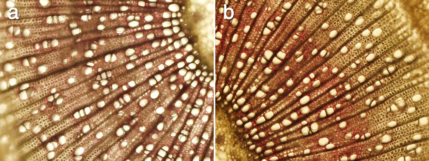 Woody Structure of Aspen Stems