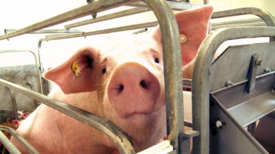 Swine