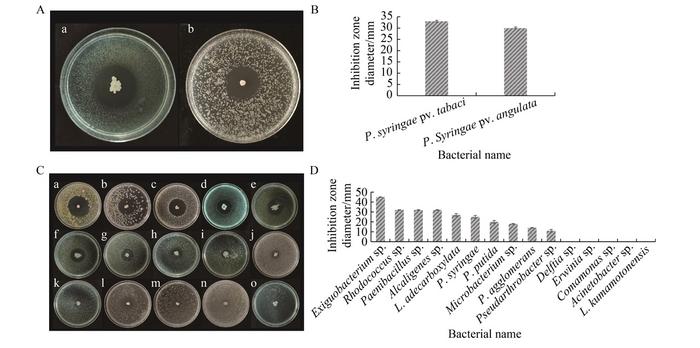 Antagonistic effect of Bacillus amyloliquefaciens X60 to phyllosphere bacteria