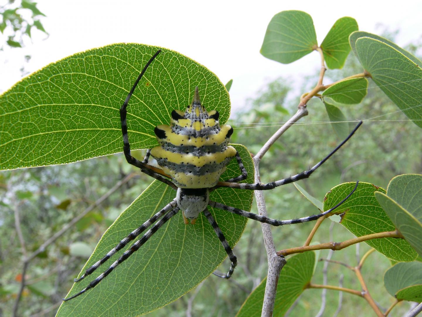 Spider