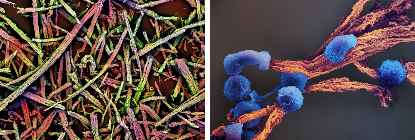 Antigen-presenting Cell-mimetic Scaffolds