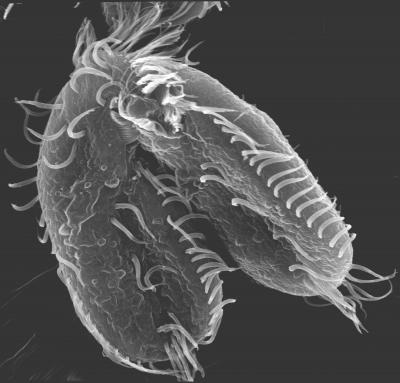 <i>Oxytricha</i>