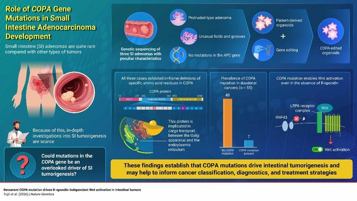 Towards a deeper understanding of how small intestine cancers develop