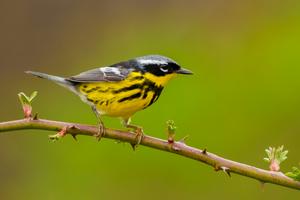 Magnolia Warbler