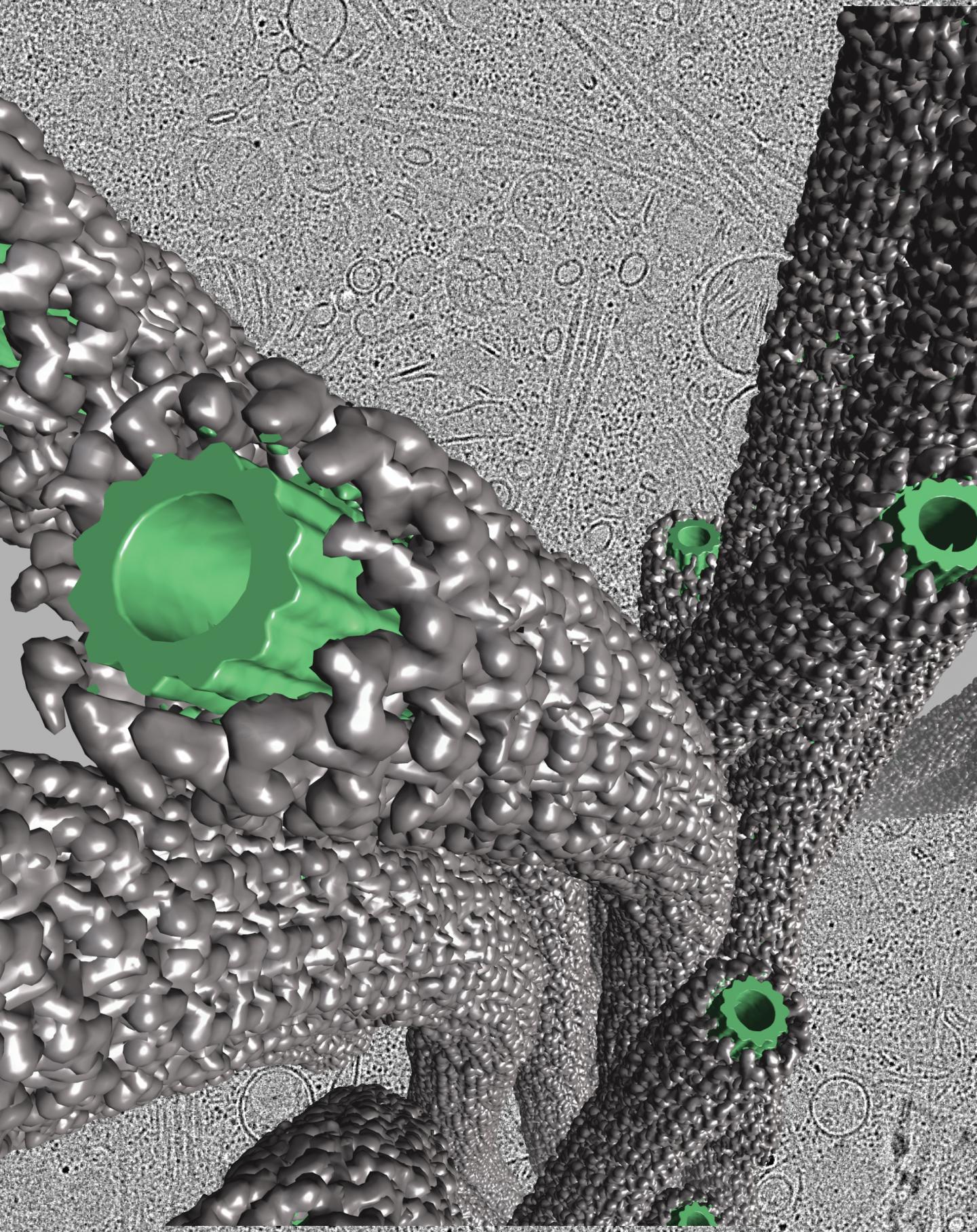 LRRK2 structure