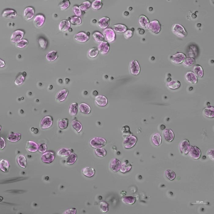 Cell death in microscope