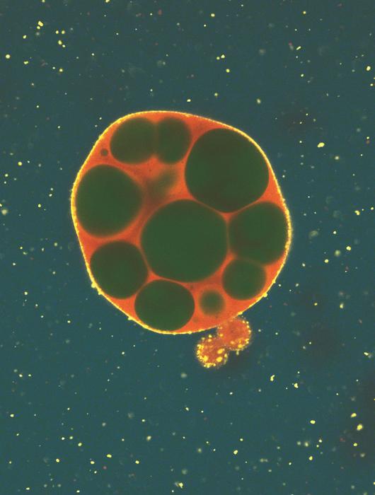 Mutiertes RNA-Tröpfchen